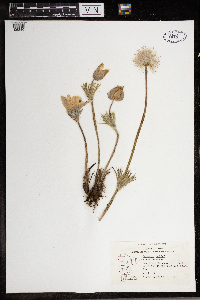 Anemone patens image