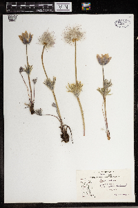 Anemone patens image
