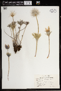 Anemone patens image