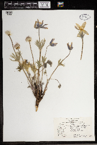Anemone patens image