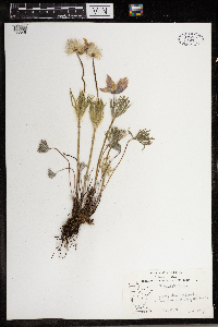 Anemone patens image