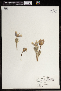Anemone patens image