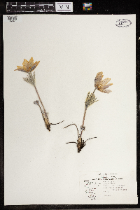 Anemone patens image