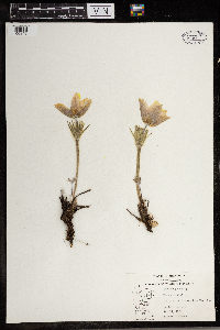 Anemone patens image