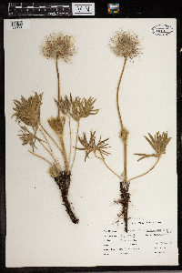 Anemone patens var. multifida image