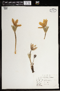 Anemone patens image