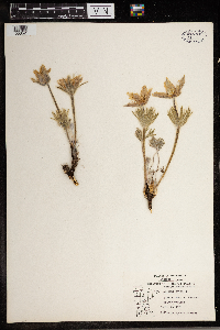 Anemone patens image