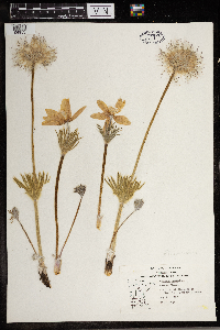 Anemone patens image