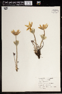 Anemone patens image