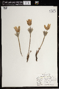 Anemone patens image