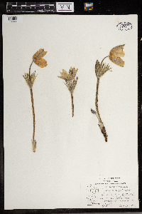 Anemone patens image