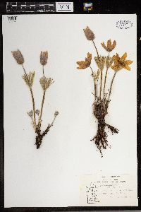 Anemone patens image