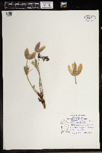 Anemone patens image
