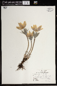 Anemone patens image