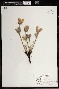 Anemone patens image