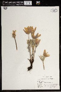 Anemone patens image