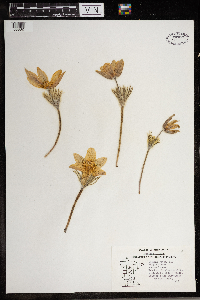 Anemone patens image