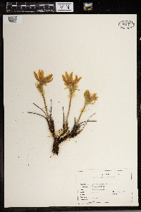 Anemone patens image