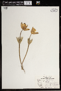 Anemone patens image