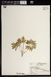 Anemone patens image