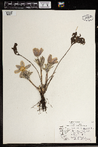 Anemone patens image