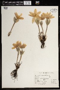Anemone patens image