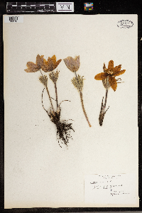Anemone patens image