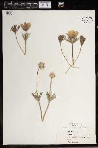 Anemone patens image
