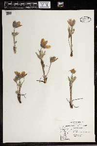 Anemone patens image