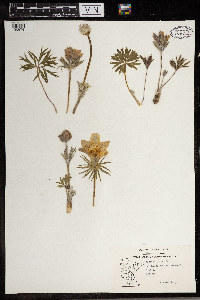 Anemone patens image