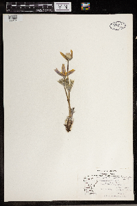 Anemone patens image