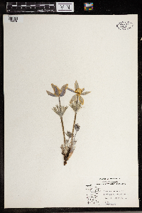 Anemone patens image