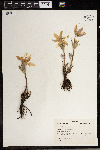 Anemone patens image