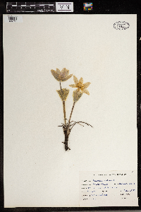 Anemone patens image