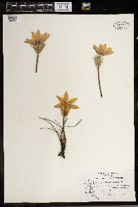 Anemone patens image