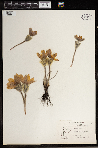Anemone patens image