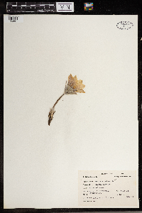 Anemone patens image