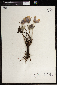 Anemone patens image
