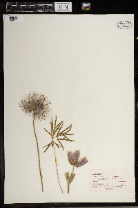 Anemone patens image