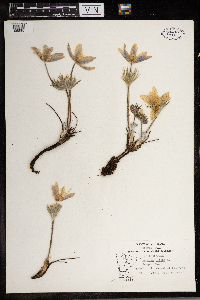 Anemone patens image