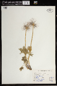 Anemone patens image