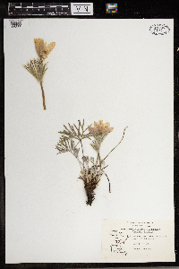 Anemone patens image