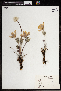 Anemone patens image