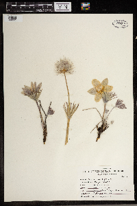 Anemone patens image