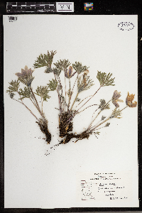 Anemone patens image