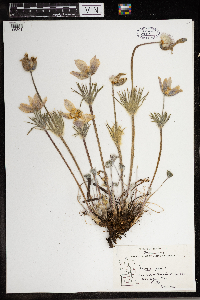 Anemone patens image