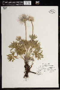 Anemone patens image