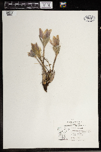 Anemone patens image