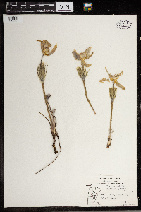 Anemone patens image