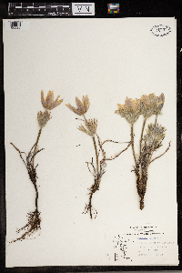 Anemone patens image